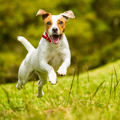 Prodotto nutrizionale di salute dell'animale domestico di cura di supplemento della polvere bianca dell'OEM