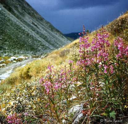 OEM Wild Siberian Ivan tea (pianta di salice rosa) Latino: Epilobium angustifo
