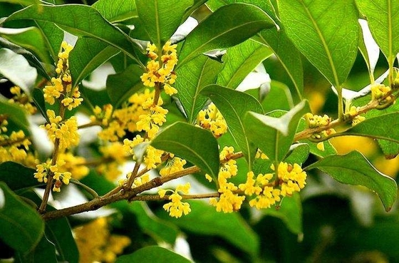 Sostituto salutare delle foglie organiche naturali per il tè nero dell'osmanto del tè