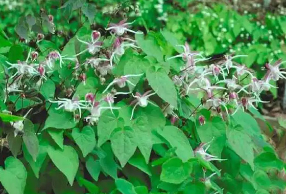 Il collagene della biotina dell'etichetta privata cade l'OEM corneo di settimana della capra di epimedium