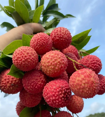 Al dettaglio Bevande solide di alta qualità Succo di litchi Polvere di litchi Polvere di litchi